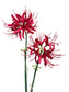 Set of 2 Artificial Spider Lily Stems, 24 inches Tall