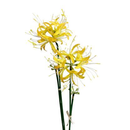 Set of 2 Artificial Spider Lily Stems, 24 inches Tall